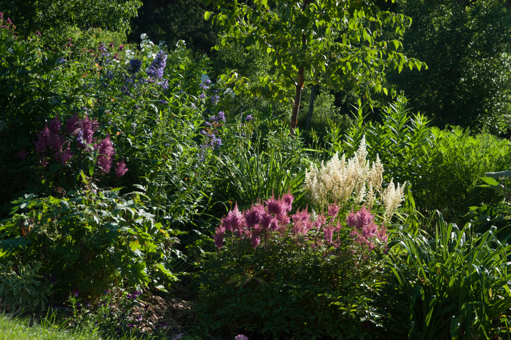 mixed flowers