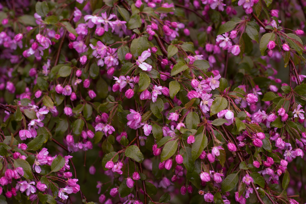 red flowers_