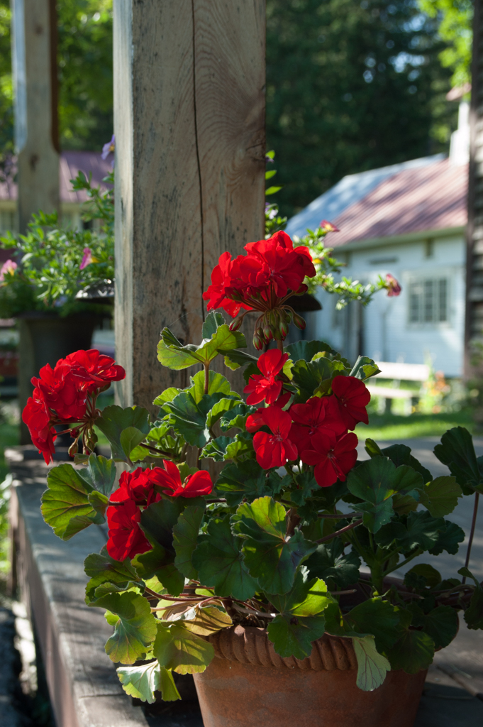 garden flowers-2