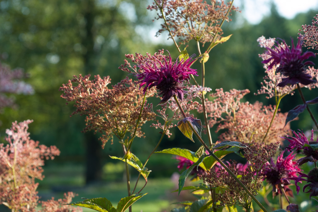 garden flowers-3